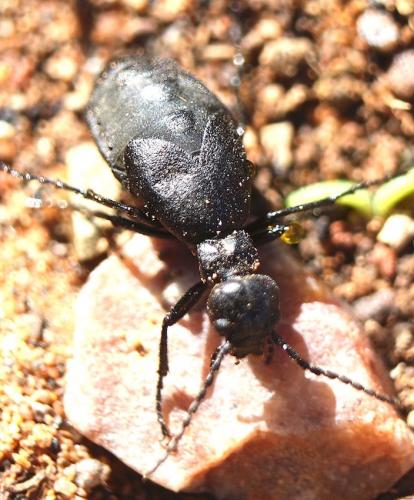 Meloe saharensis